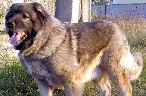 кавказская овчарка